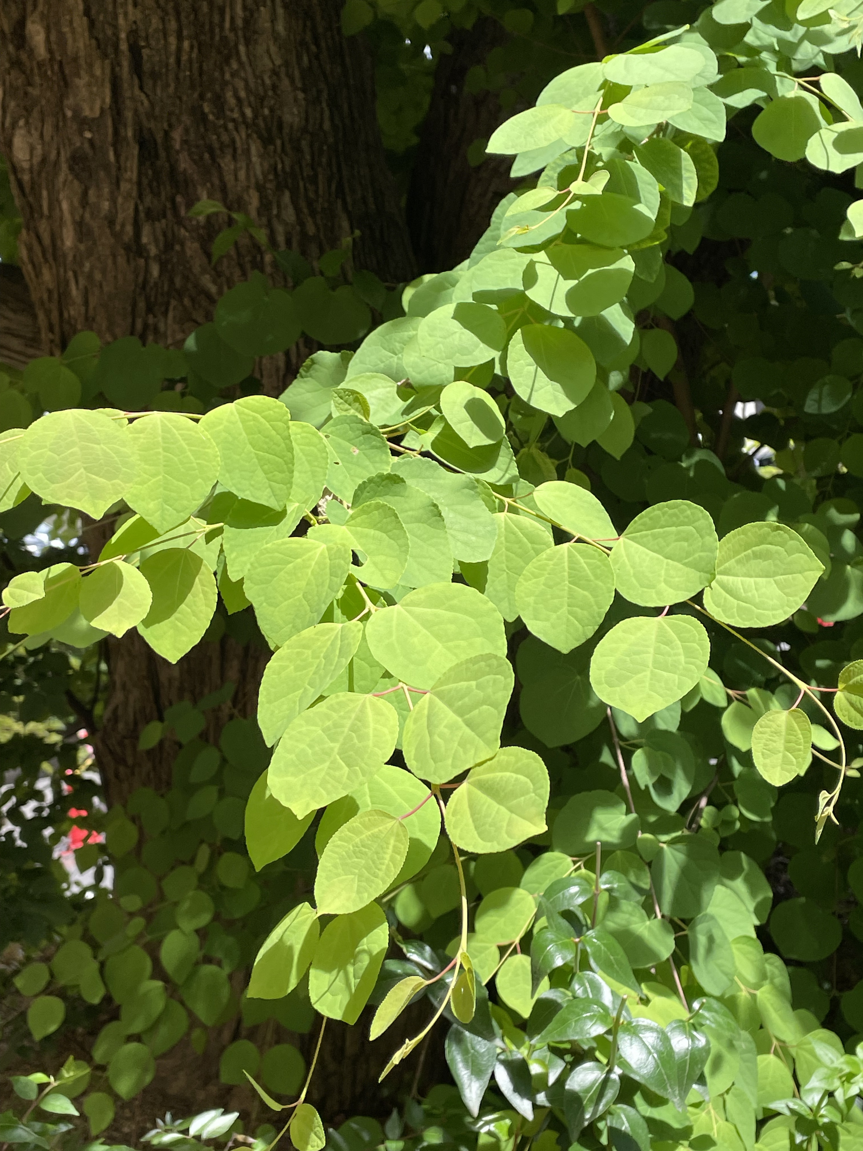 新人看護職員研修真っ只中です！