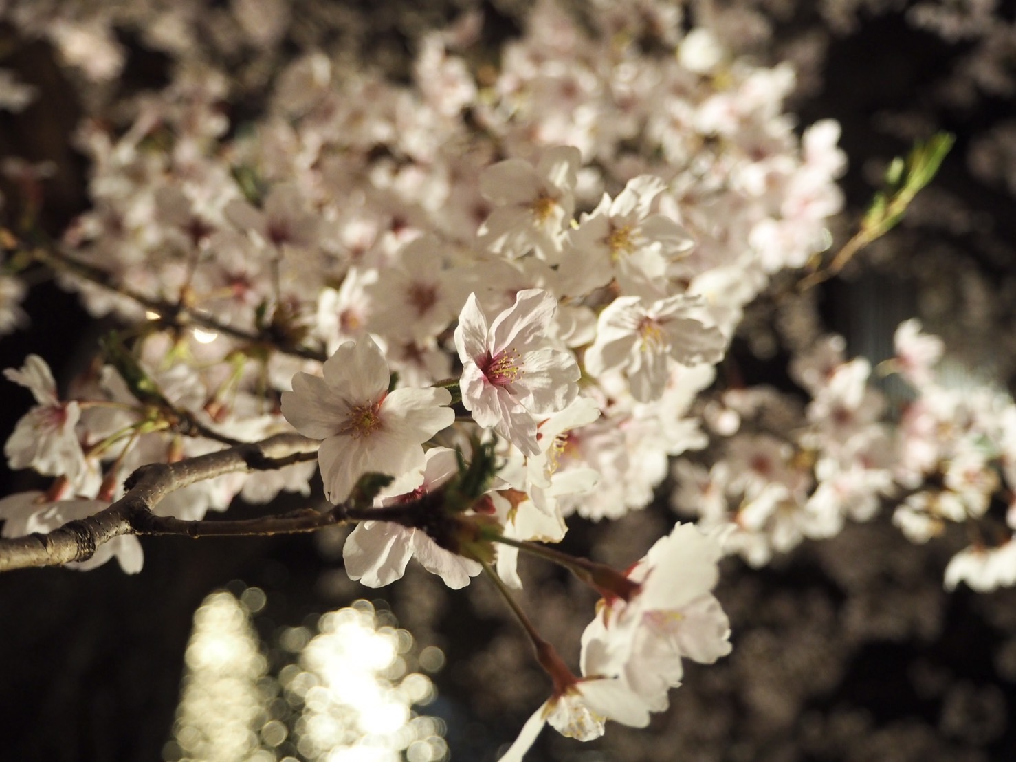 ゴールデンウィーク… ゴールデンウィーク…??