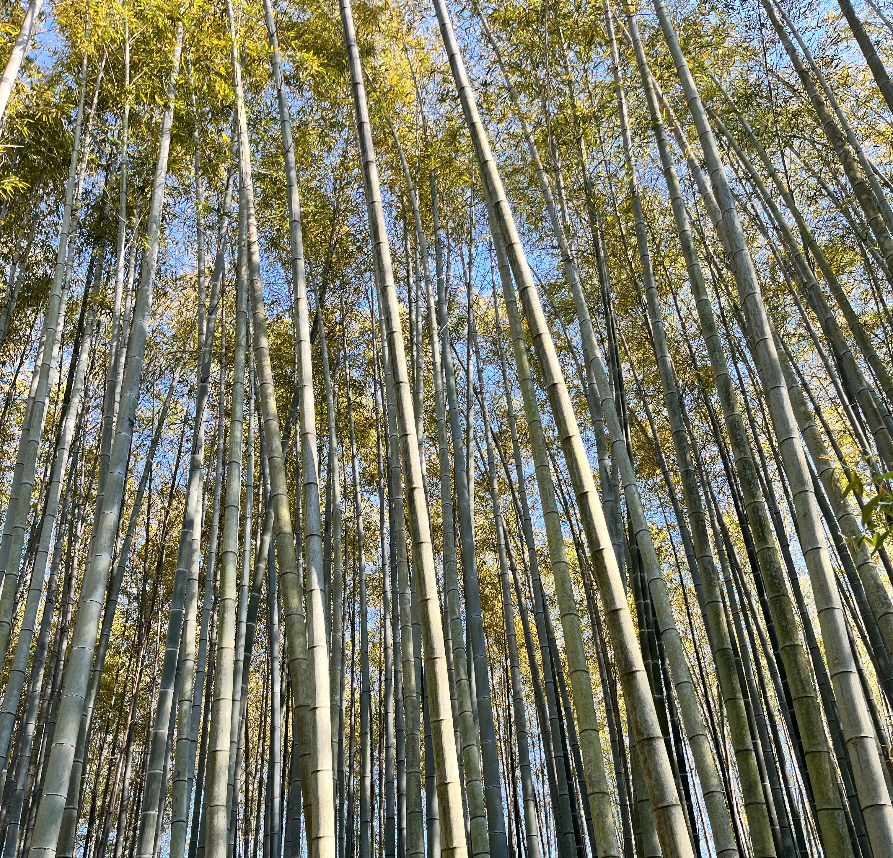 金曜勉強会～処方編～