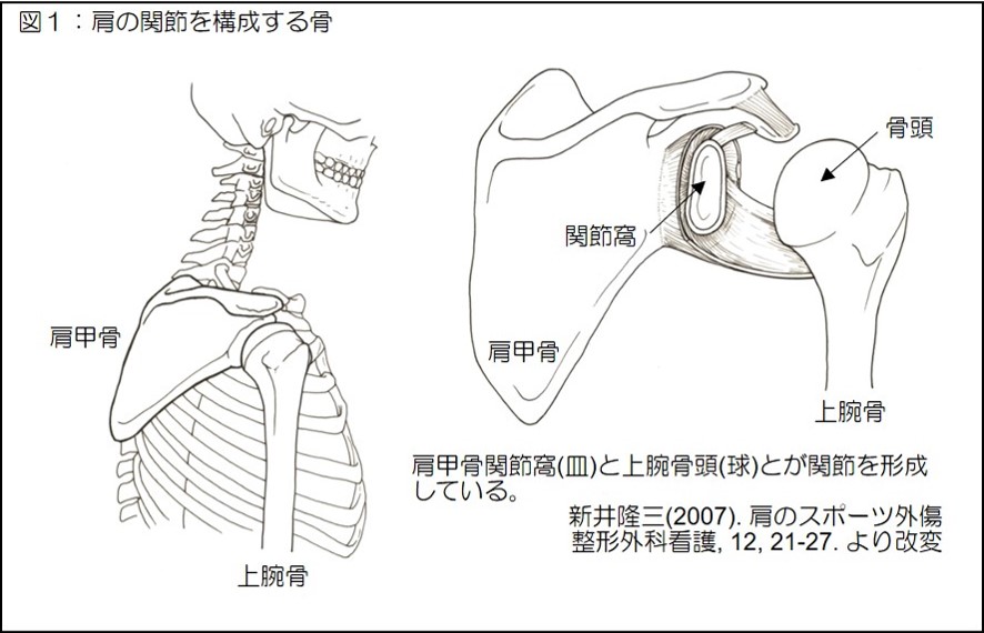 図1　肩の関節を構成する骨