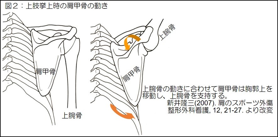 図2　上腕挙上時の肩甲骨の動き